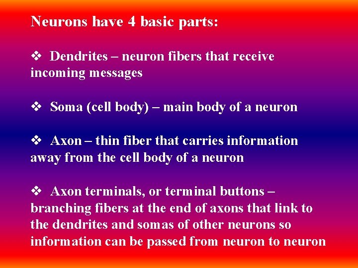 Neurons have 4 basic parts: v Dendrites – neuron fibers that receive incoming messages