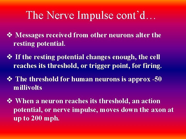 The Nerve Impulse cont’d… v Messages received from other neurons alter the resting potential.