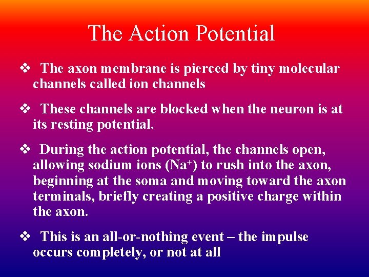 The Action Potential v The axon membrane is pierced by tiny molecular channels called