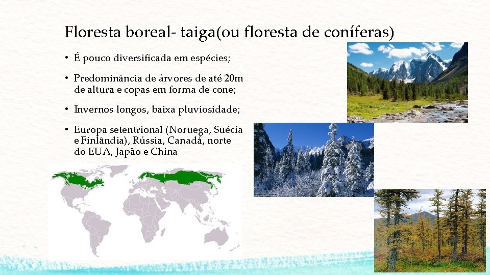Floresta boreal- taiga(ou floresta de coníferas) • É pouco diversificada em espécies; • Predominância