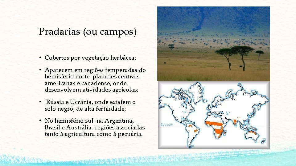 Pradarias (ou campos) • Cobertos por vegetação herbácea; • Aparecem em regiões temperadas do