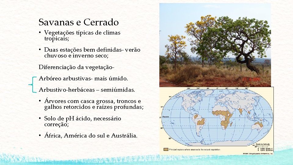 Savanas e Cerrado • Vegetações típicas de climas tropicais; • Duas estações bem definidas- Savanas e Cerrado • Vegetações típicas de climas tropicais; • Duas estações bem definidas-