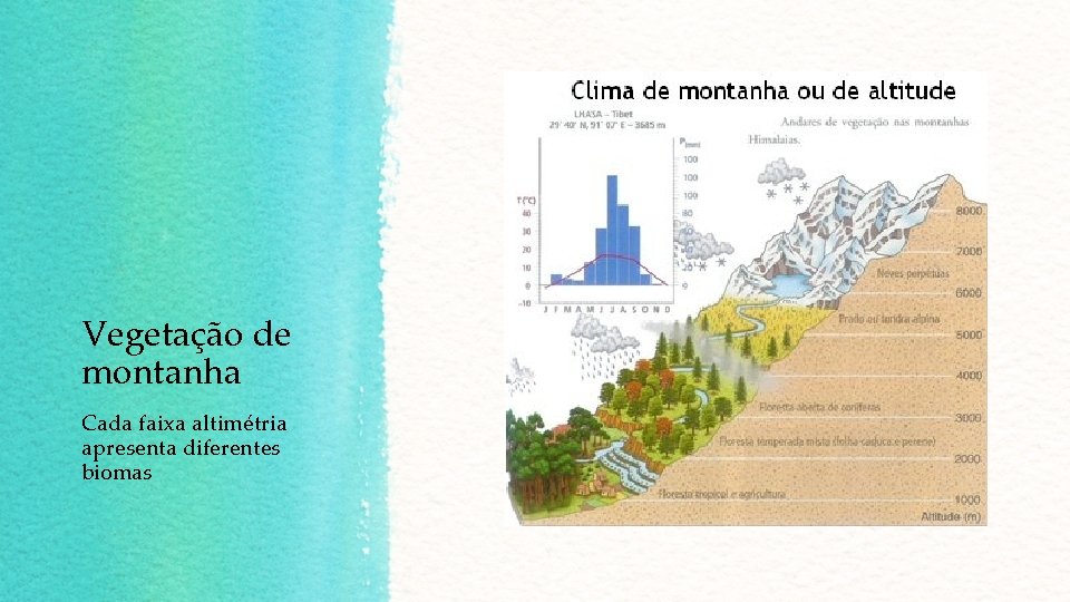 Vegetação de montanha Cada faixa altimétria apresenta diferentes biomas Vegetação de montanha Cada faixa altimétria apresenta diferentes biomas