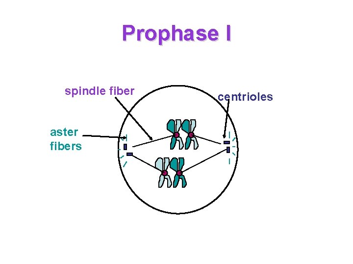 Prophase I spindle fiber aster fibers centrioles Prophase I spindle fiber aster fibers centrioles