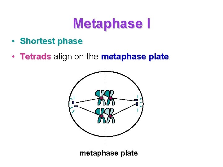 Metaphase I • Shortest phase • Tetrads align on the metaphase plate Metaphase I • Shortest phase • Tetrads align on the metaphase plate