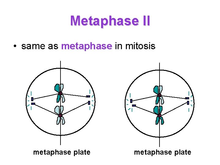 Metaphase II • same as metaphase in mitosis metaphase plate Metaphase II • same as metaphase in mitosis metaphase plate