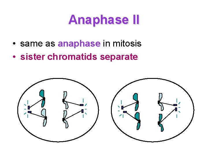 Anaphase II • same as anaphase in mitosis • sister chromatids separate Anaphase II • same as anaphase in mitosis • sister chromatids separate