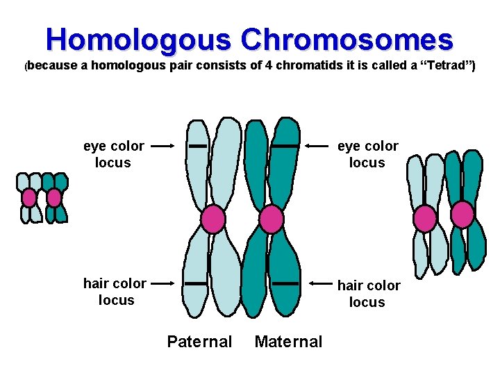 Homologous Chromosomes (because a homologous pair consists of 4 chromatids it is called a Homologous Chromosomes (because a homologous pair consists of 4 chromatids it is called a