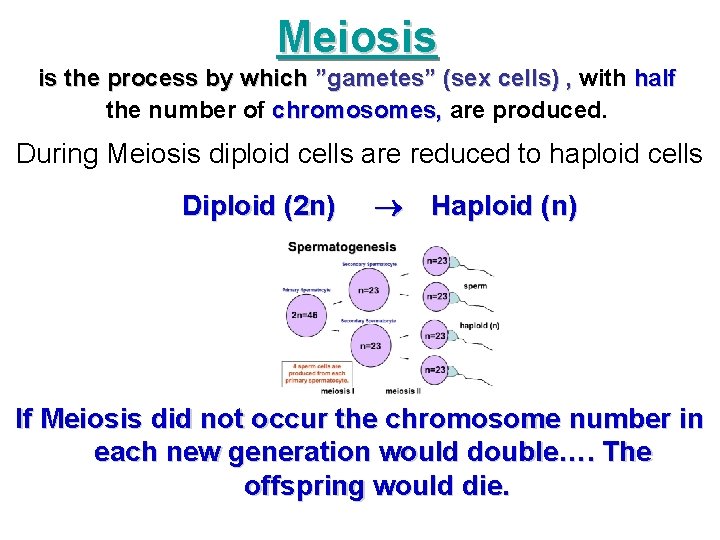 Meiosis is the process by which ”gametes” (sex cells) , with half the number Meiosis is the process by which ”gametes” (sex cells) , with half the number