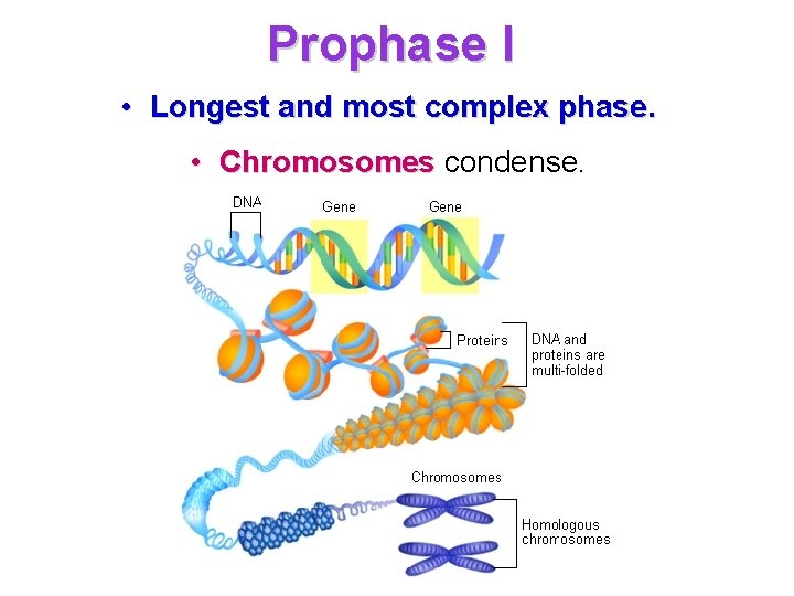 Prophase I • Longest and most complex phase. • Chromosomes condense. Prophase I • Longest and most complex phase. • Chromosomes condense.