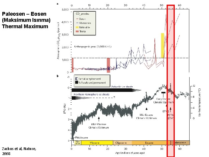 Paleosen – Eosen (Maksimum Isınma) Thermal Maximum Zachos et al, Nature, 2008 