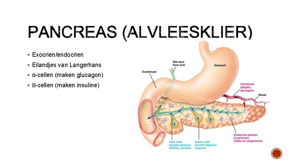 Anatomie fysiologie Pathologie Hormonen 3 groepen stofwisselingsziekten