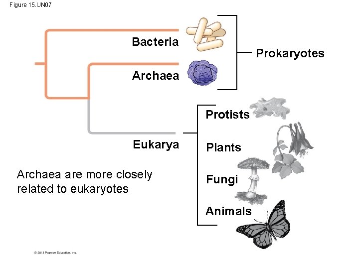 Figure 15. UN 07 Bacteria Prokaryotes Archaea Protists Eukarya Archaea are more closely related
