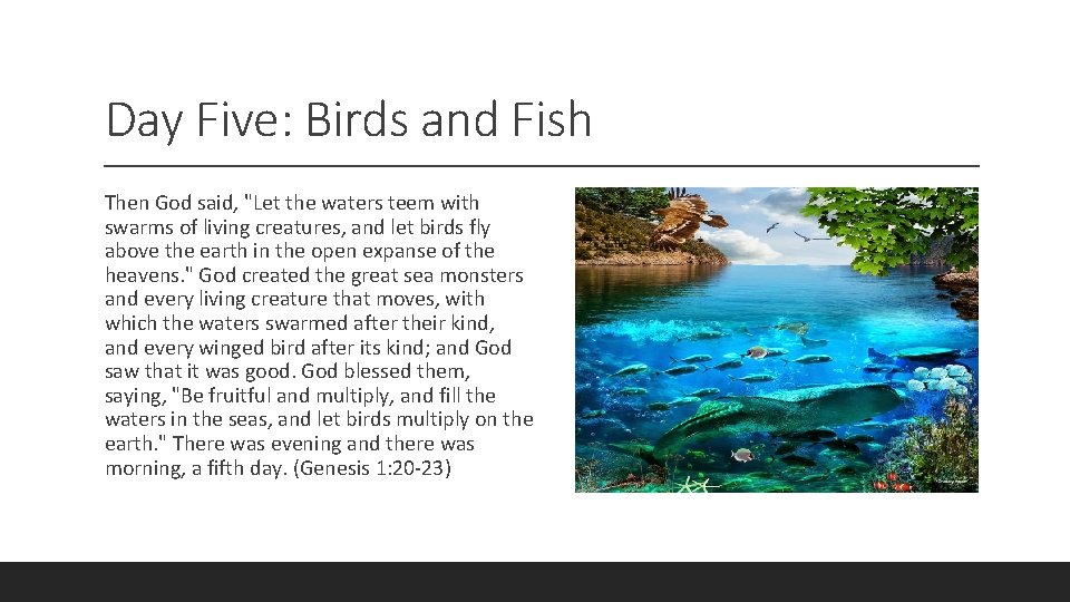 Day Five: Birds and Fish Then God said, "Let the waters teem with swarms