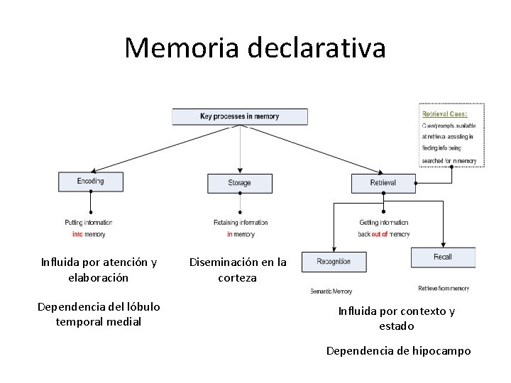 Memoria declarativa Influida por atención y elaboración Dependencia del lóbulo temporal medial Diseminación en