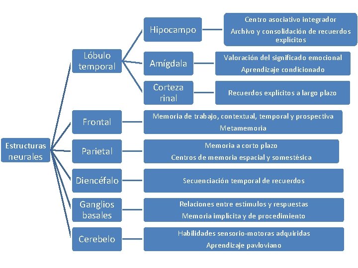 Hipocampo Lóbulo temporal Estructuras neurales Centro asociativo integrador Archivo y consolidación de recuerdos explícitos