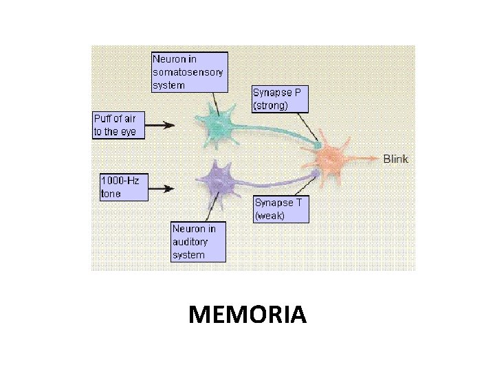 MEMORIA 