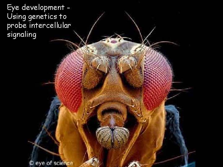 Eye development Using genetics to probe intercellular signaling 