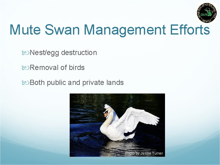 Mute Swan Management Efforts Nest/egg destruction Removal of birds Both public and private lands