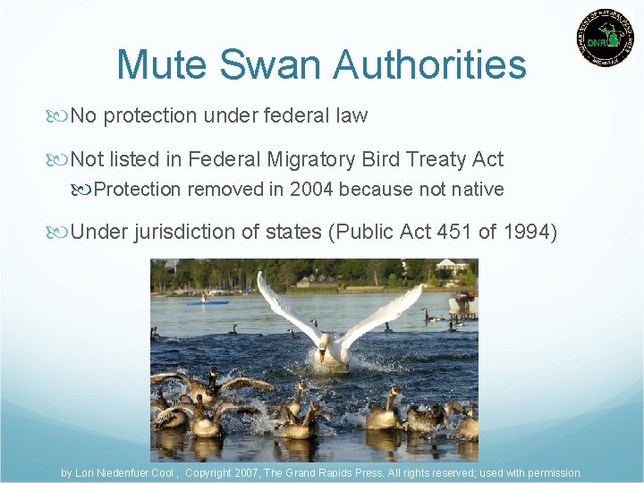 Mute Swan Authorities No protection under federal law Not listed in Federal Migratory Bird