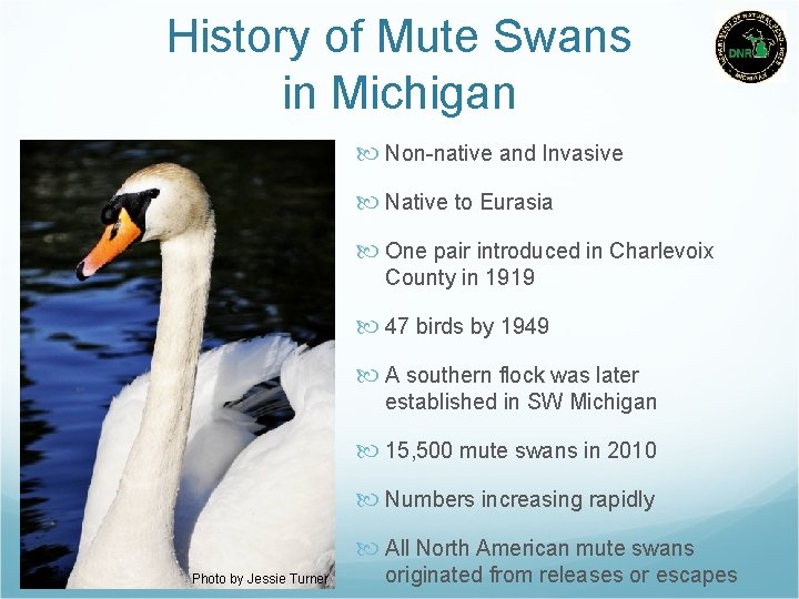 History of Mute Swans in Michigan Non-native and Invasive Native to Eurasia One pair