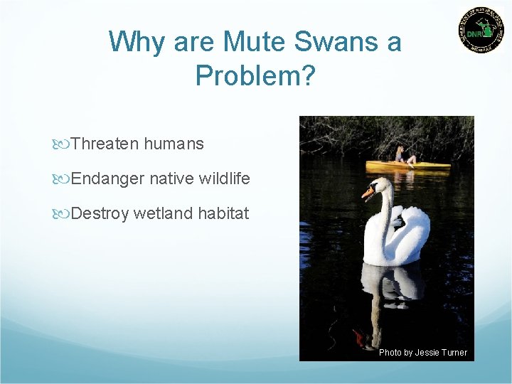 Why are Mute Swans a Problem? Threaten humans Endanger native wildlife Destroy wetland habitat