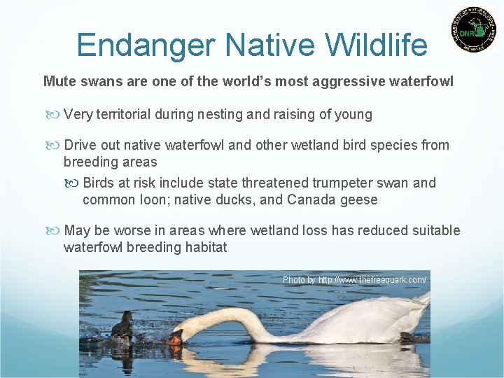 Endanger Native Wildlife Mute swans are one of the world’s most aggressive waterfowl Very