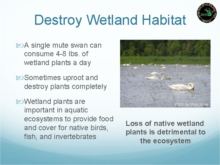 Destroy Wetland Habitat A single mute swan consume 4 -8 lbs. of wetland plants