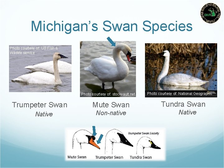 Michigan’s Swan Species Photo courtesy of: US Fish & Wildlife service Photo byof: Jessie