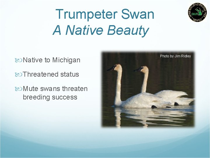 Trumpeter Swan A Native Beauty Native to Michigan Threatened status Mute swans threaten breeding