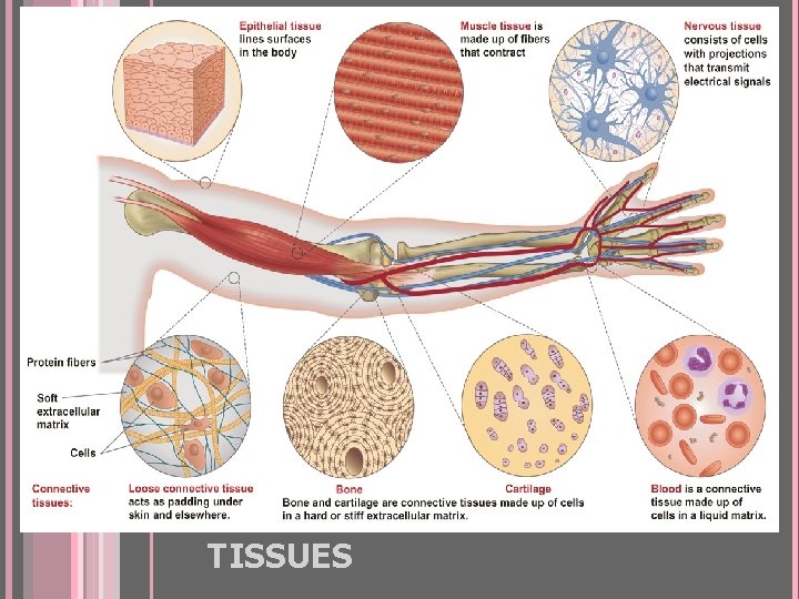 FOUR TYPES OF ANIMAL TISSUES 