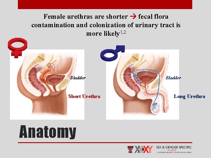 Female urethras are shorter fecal flora contamination and colonization of urinary tract is more