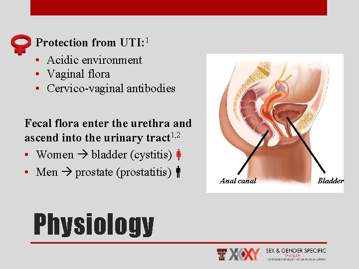 Protection from UTI: 1 • Acidic environment • Vaginal flora • Cervico-vaginal antibodies Fecal