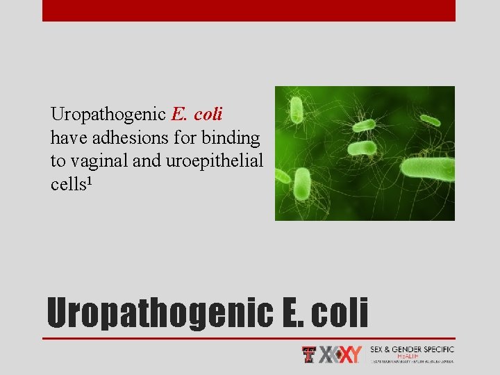 Uropathogenic E. coli have adhesions for binding to vaginal and uroepithelial cells 1 Uropathogenic