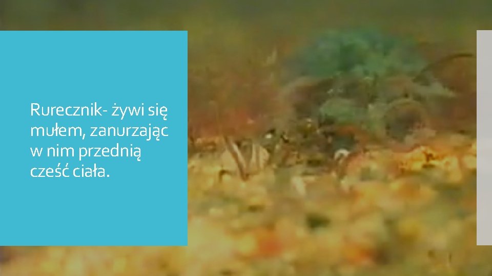 Rurecznik- żywi się mułem, zanurzając w nim przednią cześć ciała. 