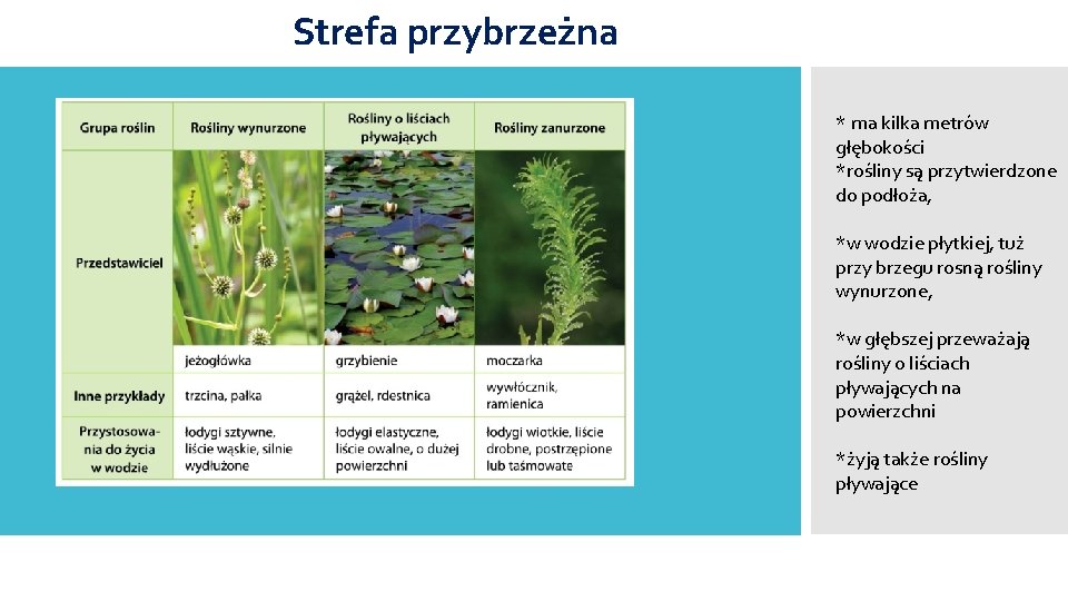 Strefa przybrzeżna * ma kilka metrów głębokości *rośliny są przytwierdzone do podłoża, *w wodzie