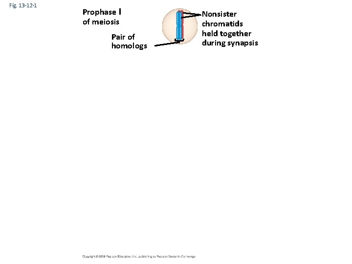 Fig. 13 -12 -1 Prophase I of meiosis Pair of homologs Nonsister chromatids held