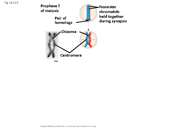 Fig. 13 -12 -2 Prophase I of meiosis Pair of homologs Chiasma Centromere TEM