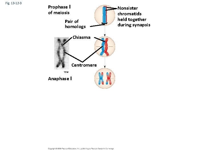 Fig. 13 -12 -3 Prophase I of meiosis Pair of homologs Chiasma Centromere TEM