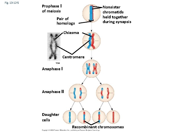 Fig. 13 -12 -5 Prophase I of meiosis Pair of homologs Nonsister chromatids held