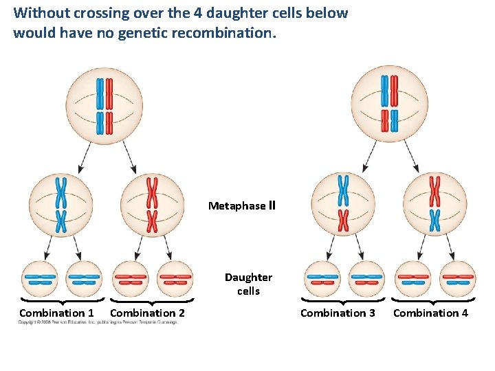 Without crossing over the 4 daughter cells below would have no genetic recombination. Metaphase