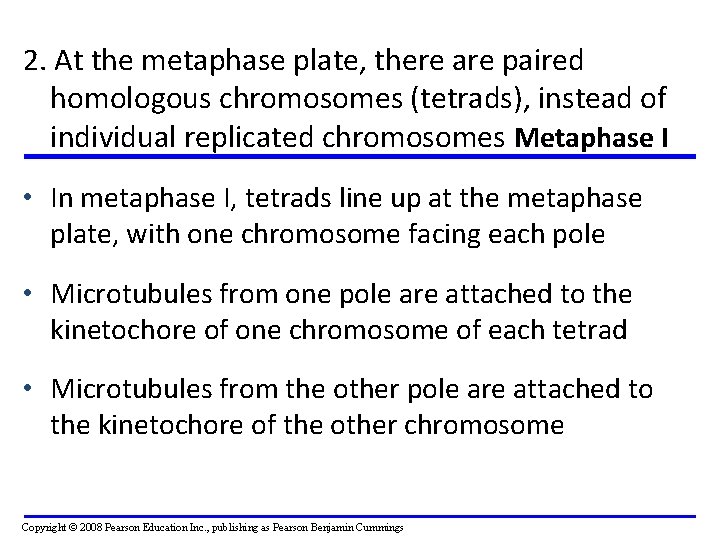 2. At the metaphase plate, there are paired homologous chromosomes (tetrads), instead of individual