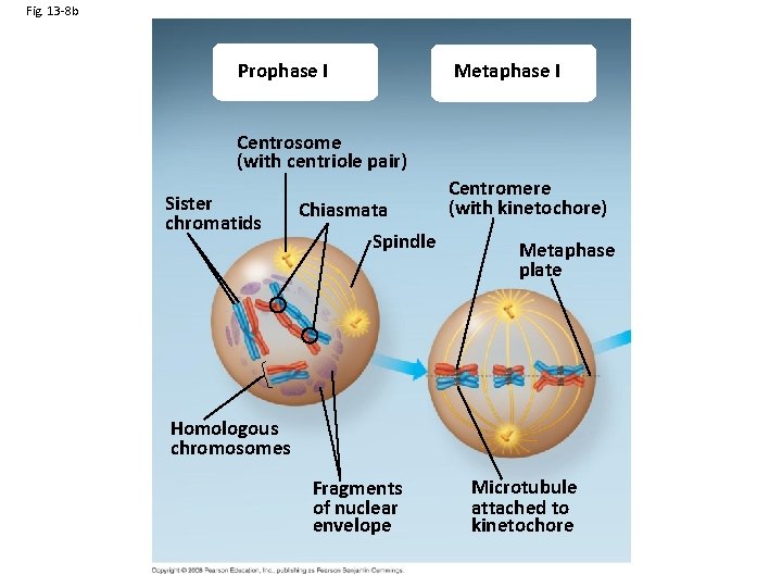 Fig. 13 -8 b Prophase I Metaphase I Centrosome (with centriole pair) Sister chromatids