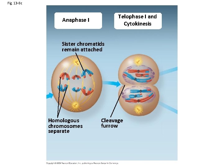 Fig. 13 -8 c Telophase I and Cytokinesis Anaphase I Sister chromatids remain attached
