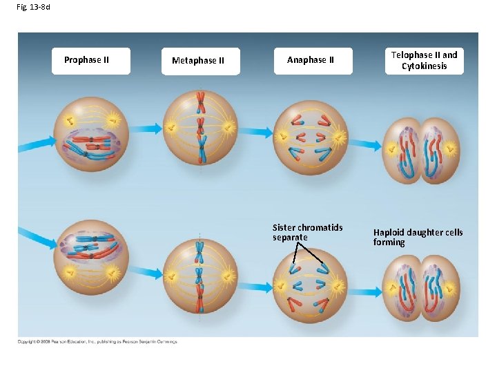 Fig. 13 -8 d Prophase II Metaphase II Anaphase II Sister chromatids separate Telophase