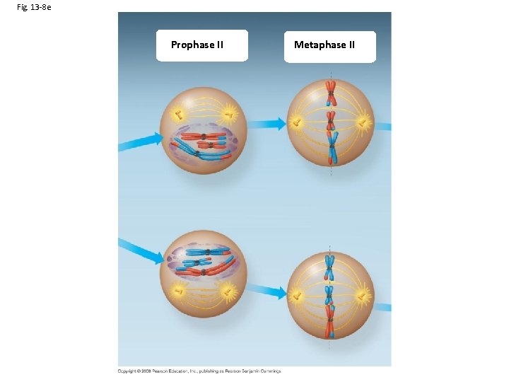 Fig. 13 -8 e Prophase II Metaphase II 