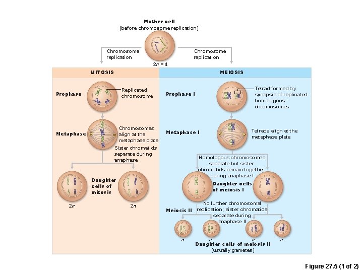 Mother cell (before chromosome replication) Chromosome replication 2 n = 4 MITOSIS MEIOSIS Replicated