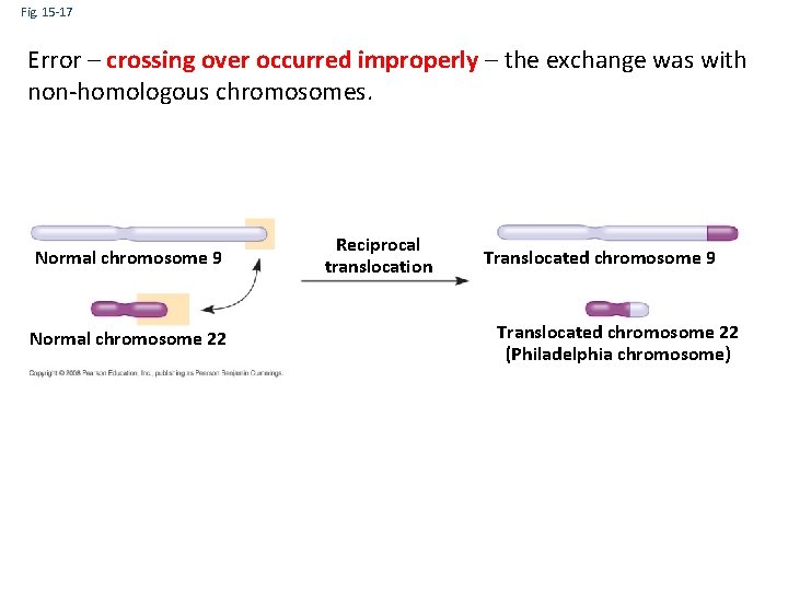 Fig. 15 -17 Error – crossing over occurred improperly – the exchange was with