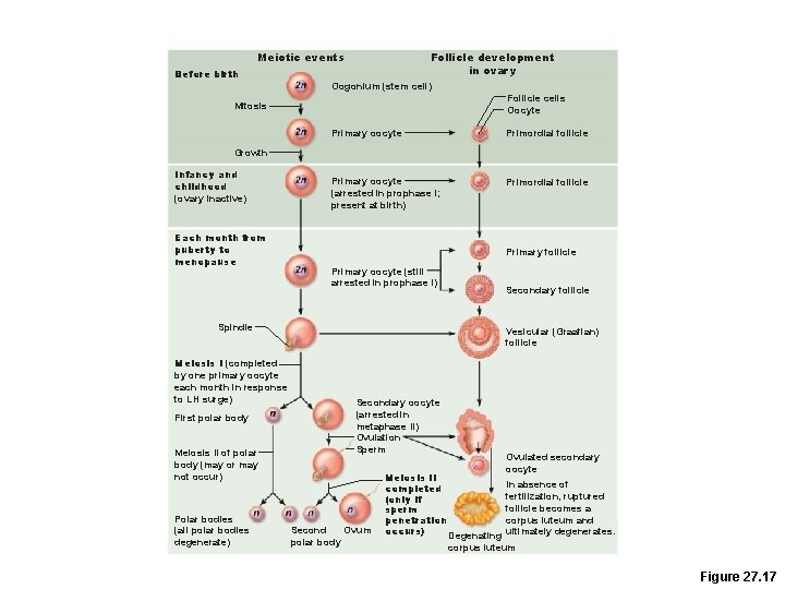 Meiotic events Follicle development in ovary Before birth Oogonium (stem cell) Follicle cells Oocyte