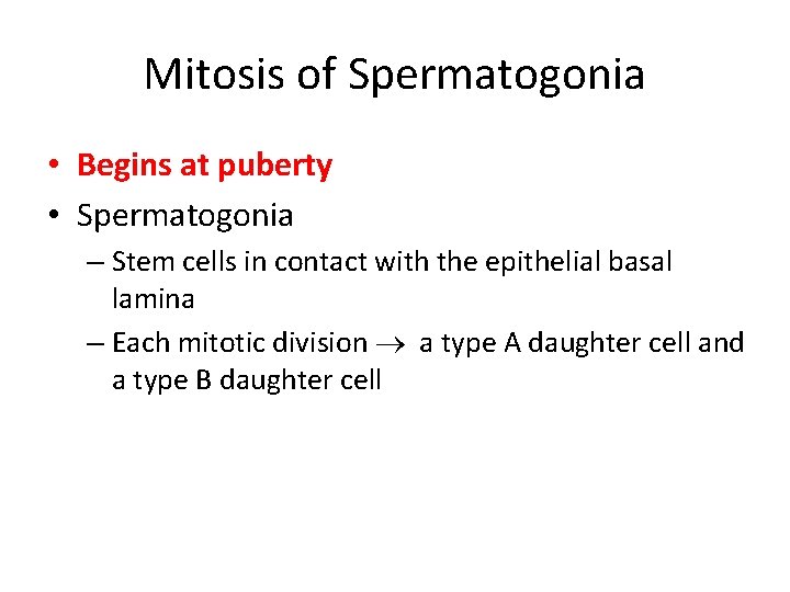 Mitosis of Spermatogonia • Begins at puberty • Spermatogonia – Stem cells in contact